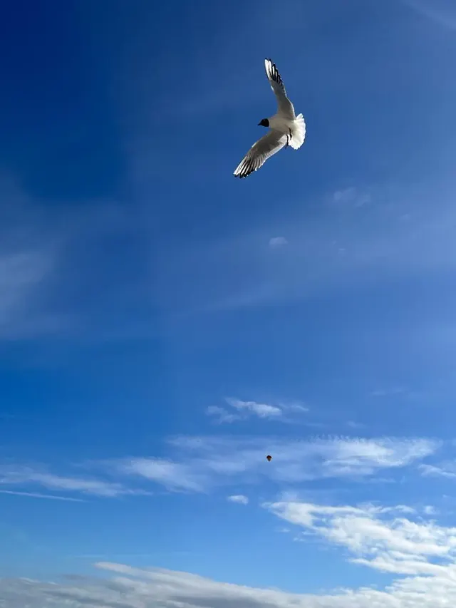 Möwe am blauen Himmel
