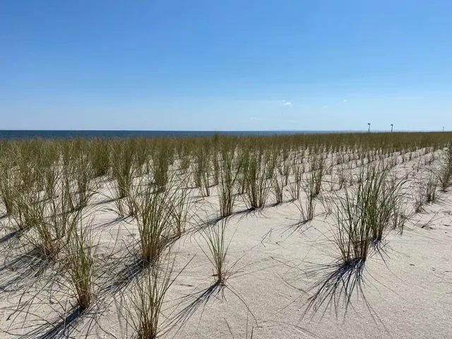 Strandhafer in den Dünen