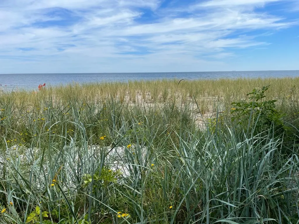 Dünen mit Blick auf die Ostsee